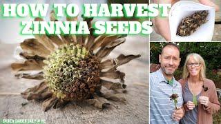  How to Harvest Zinnia Seeds - SGD 192 