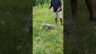 Raccoon Removal Detroit - Wildlife Removal Services - Wildlife control Detroit