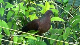 Garden Visitors #73 - Brown Cuckoo-Dove