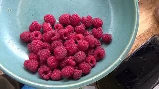 Planting Raspberry Canes - A Fruity Bonus on a Homestead in Portugal