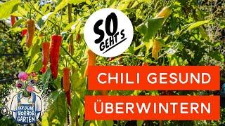 Chilli überwintern - so überstehen deine Pflanzen den Winter I der kleine Horrorgarten