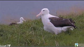 Royal Albatross ~ Neighbor Chick Visits TF One More Time!  Getting Ready To Fledge!! 9.19.24