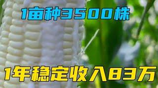 1亩种3500株，卖5元株，年收入83万，1年种2茬，市场销量很大【三农雷哥】