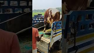 fantastic#গরু #shortvideostatus#shortvideo #tiktok #trending#share#cow #kurban #cows  #zaziravlogbd