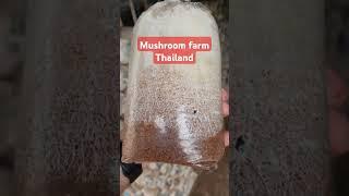 mushroom farming thailand style a short video