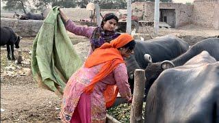 Bhaga Bhaga Ke Mat Maar De Aaj Toh Buffalo's Ne