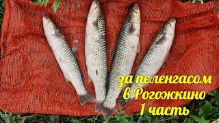 Поехали в Рогожкино за пеленгасом, в результате домой привезли не только рыбу - 1 часть.