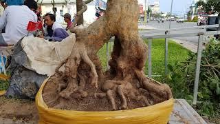 cay canh | NHIỀU PHÔI MAI ĐẸP CẦN THƠ 0919.247145 | bonsai Can Tho