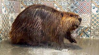 BEAVER REACTION TO A SHOWER / Feeding a beaver through a tube