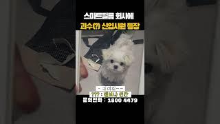 스마트필름 회사에 괴수(?) 신입사원 등장!! mp4                        #인테리어 #pdlc #스마트필름 #귀여운 #신기한 #브이로그 #강아지 #강아지일상