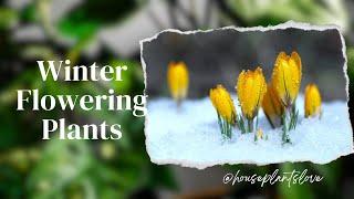 Top 5 Winter Blooms Plants for Pots and bedding |  Winter flowering plants