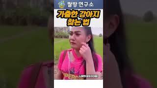 가출한 강아지 찾는 방법  #웃음폭발 #웃긴영상 #짤방연구소