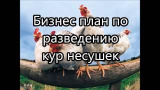 Бизнес план по разведению кур несушек