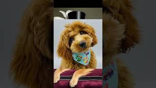 Cute ,lovely , addotable and smarty dogs. #funny #shorts #shots #trending #animals #comedy