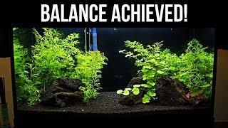 Planted Tanks For Beginners | Balancing Your Tank Pt. 2