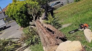 CUTTING some SMALL BUSHES and REMOVING dying CABBAGE Tree