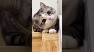 Adorable Cat Compilation: Funny, Cute, and Wholesome Moments  #CuteCats #CatLovers #FurryFriends