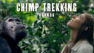 Chimpanzee Trekking in Uganda | Kibale National Park