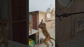 #monkey short clip video monkey