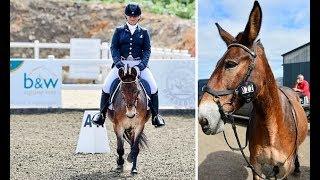 Mule wins British dressage event first time they can participate - 247 news