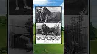This Is The Barbary Lion The Largest Of All Lion Species Ever Lived #shorts #viralvideo
