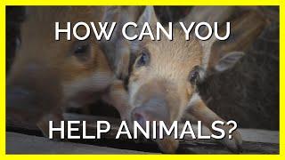 How to Help Animals With the Press of One Button