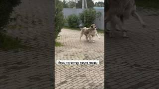 Я все никак не могу поверить, что это мои собаки  они такие огромные