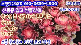 소댕이다육(1) 얘쁜 에오니움 신품종 썬플라워 흑사문 중품 입고 독일장미 유화 꽃나비