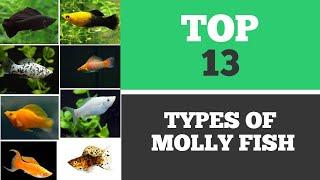 TYPES OF MOLLY FISH : the best types you can find around the world