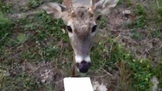 Hand Feeding a Deer