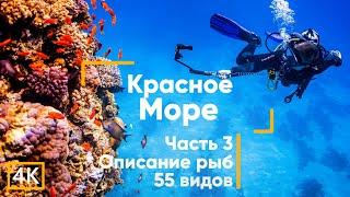 Рыбы Красного моря (с описанием). Акулы. Осьминоги. Часть 3. Египет. Дайвинг. (Сафага)