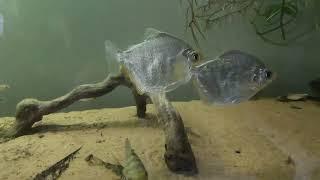 Pecera de 200 litros PECES AUTÓCTONOS de ARGENTINA. acuario urbano