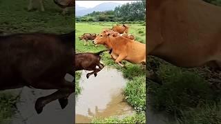 Watch This Cow's Incredible Leap Over a Water Tub!