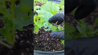 Watch out for cabbage worms (caterpillars)they eat kale, broccoli, cabbage,radish & turnips#garden