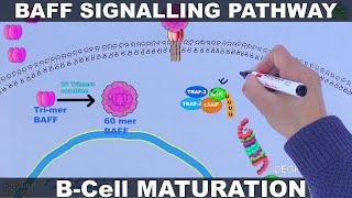 BAFF Signalling Pathway | B Cell Maturation and Survival