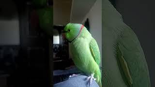 Zoomi parrot 