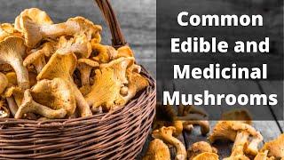 A Brief Guide to Common Edible Mushrooms