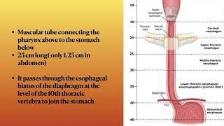 Anatomy of the oesophagus from Snell's anatomy