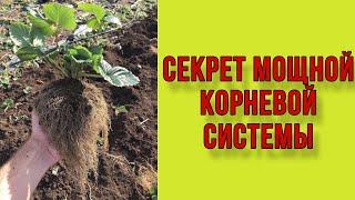 Секрет мощной корневой системы клубники