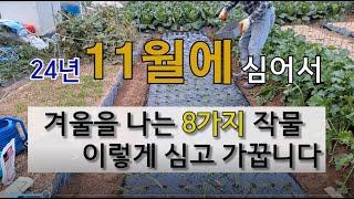 11월에 심어서 겨울을 나는 8가지 작물 이렇게 심고 가꿉니다. #11월에 심는 작물 #11월에 심는 월동 작물.