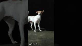 Mother DOG at NIGHT  #shorts