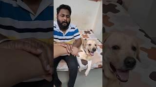 Chottu's massage therapy #pets #famousshorts #lovefordogs #trending #strsongs #funnyvideos #funshort