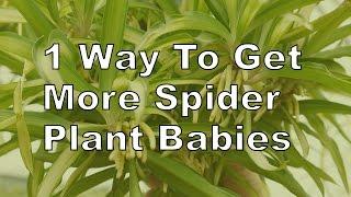 More Spider Plant Babies! Here's 1 Thing You Need To Know / Joy Us Garden