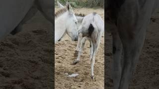 tow donkeys happy life #animals #donkey #viralvideos #shortsyoutube