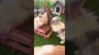 Tour our bunny village 