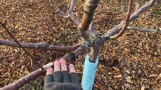 Pear Franken ￼￼trees and advice on how to create them!