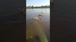 Swans Gliding in the Golden Sunset – Relaxing Nature Moment 