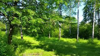 Spring Forest Sounds and Relaxing Bird Singing for Sleeping