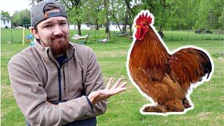 The TRUTH About Raising Chickens