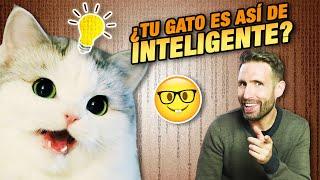 ¿Cómo de INTELIGENTE es TU GATO?  | Cosas que hacen los gatos en función de su inteligencia 